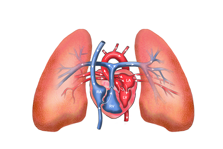 Image of the pulmonary circuit 